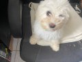 3 aylık maltis terrier