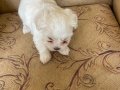 Muğla Milas’ta İpeksi Beyazlıkta 50 Günlük Erkek Maltese Yavrular
