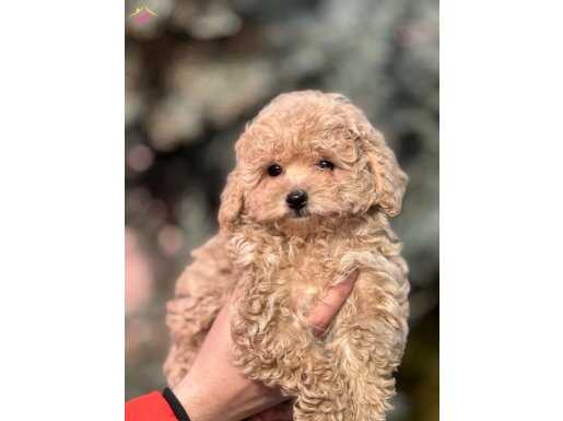 TOY POODLE DİŞİ