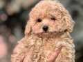 TOY POODLE DİŞİ