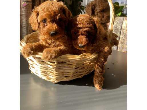 6 sıda dişi Toy poodle 