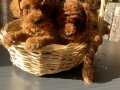 6 sıda dişi Toy poodle 