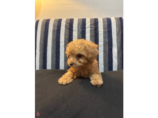 Poodle ( korean poodle )