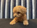 Poodle ( korean poodle )