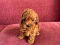 Mayısta Teslim Toy Poodle Yavru 