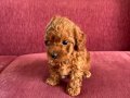 Mayısta Teslim Toy Poodle Yavru 