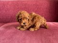 Mayısta Teslim Toy Poodle Yavru 