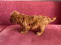 Mayısta Teslim Toy Poodle Yavru 