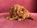 Mayısta Teslim Toy Poodle Yavru 