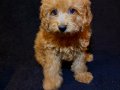 Teslime Hazır Poodle 