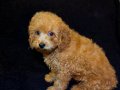 Teslime Hazır Poodle 