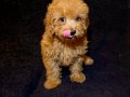 Teslime Hazır Poodle 