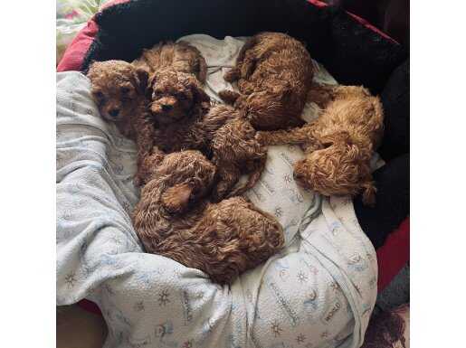 45 GÜNLÜK ANNE ALTINDA CHOCOLATE POODLE YAVRULARIMIZ