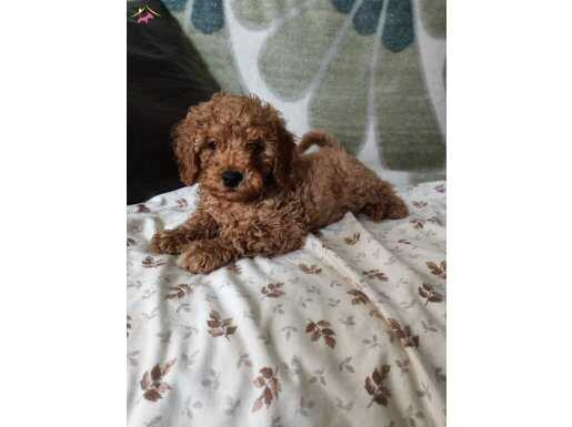 OYUNCU CHOCOLATE POODLE YAVRULARIMIZ YUVA ARIYOR