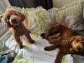 45 Günlük Chocolate Poodle Yavrularımız