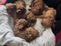 45 GÜNLÜK ANNE ALTINDA CHOCOLATE POODLE YAVRULARIMIZ