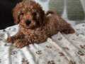 OYUNCU CHOCOLATE POODLE YAVRULARIMIZ YUVA ARIYOR