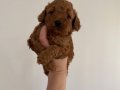 Orıginal chocalate toy poodle 45 günlük