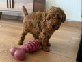 Orıginal chocalate toy poodle 45 günlük