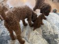 Orıginal chocalate toy poodle 45 günlük