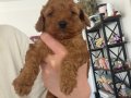Orıginal chocalate toy poodle 45 günlük