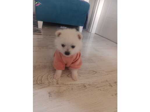 Köpeğime Acil yuva arıyorum 