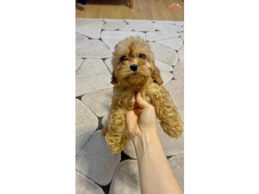 MALTİPOO