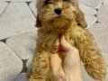 MALTİPOO