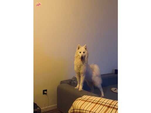 Samoyed 