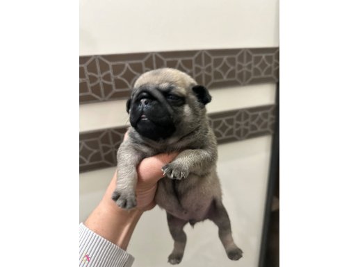 35 günlük pug safkan 