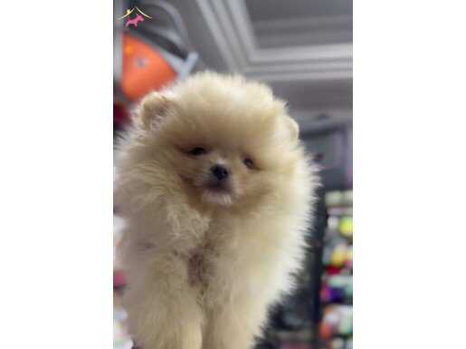 2 Aylık Pomeranian Boo