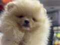 2 Aylık Pomeranian Boo