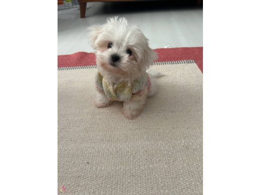 Minik maltese kore