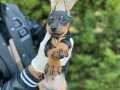 İSTANBUL İÇİ DİŞİ-ERKEK MUHTEŞEM YAVRU KING DOBERMAN