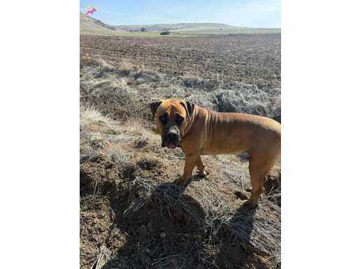 SECERELİ 8 AYLIK BOERBOEL