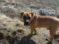 SECERELİ 8 AYLIK BOERBOEL