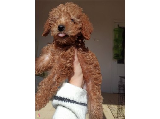 Yavru 2 aylık dişi toy poodle,Bihter