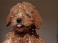 Yavru 2 aylık dişi toy poodle,Bihter
