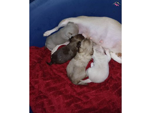 Elma kafa safkan bebişler