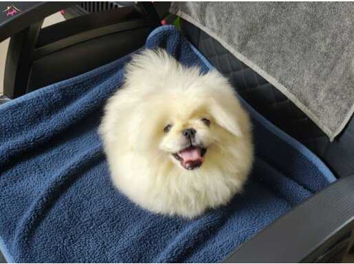 Safkan imperial pofuduk bir kız 