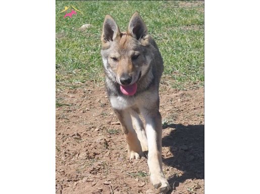 Çekoslavak wolfdog yavru