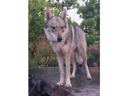 2 yaşında dişi wolfdog