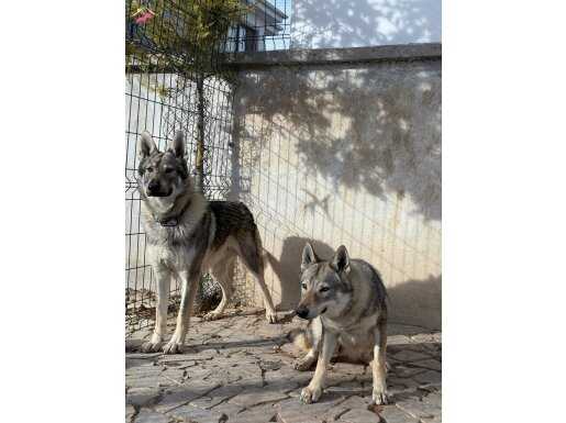 Orjinal Erkek 10 aylık çekoslavak wolfdog