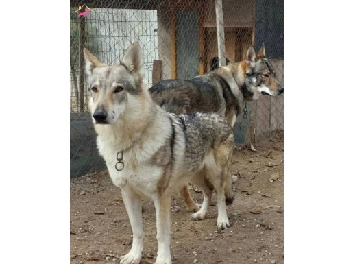 Scrli 5 yaşında dişi çekoslovak wolfdog