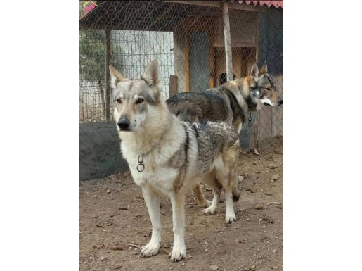 3 yaşında çekoslavak wolfdog