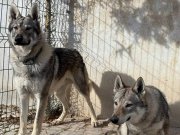 Orjinal Erkek 10 aylık çekoslavak wolfdog