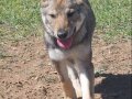 Çekoslavak wolfdog yavru