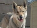 SCRLI ÇEKOSLAVAK WOLFDOG 2.5 YAŞ DİŞİ