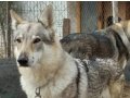 Scrli 5 yaşında dişi çekoslovak wolfdog