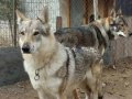 3 yaşında çekoslavak wolfdog
